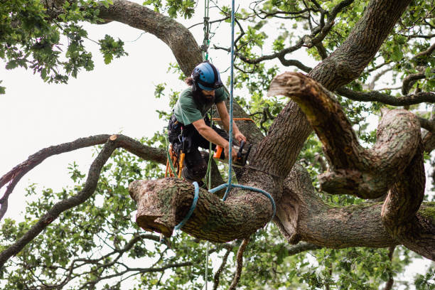 Best Tree Risk Assessment  in Sayreville, NJ