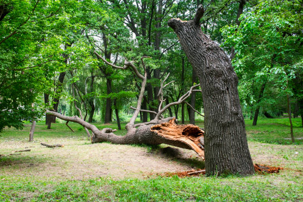 How Our Tree Care Process Works  in  Sayreville, NJ